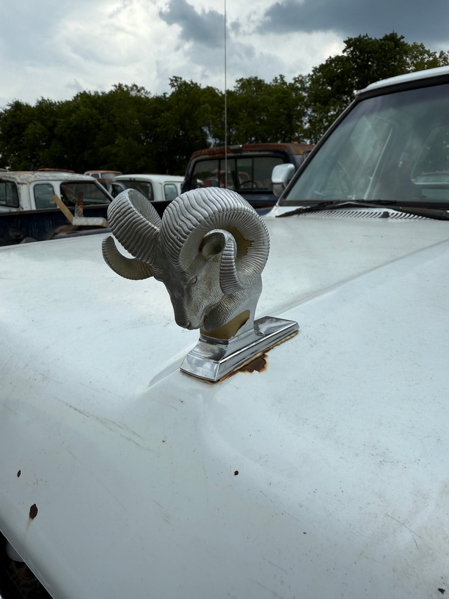 Rams Head Hood Ornament OEM